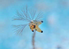 カンナツノザヤウミウシ