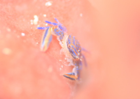 キクチカニダマシ