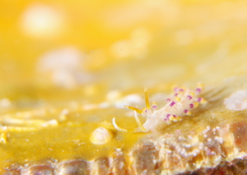 アイリスミノウミウシ