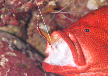 アカシマシラヒゲエビ
