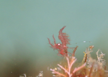 フィコカリスシムランス