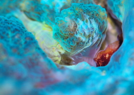 ワライヤドリエビ