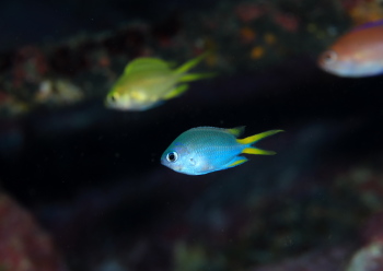 アルファスズメダイ