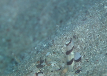 キツネメネジリンボウ