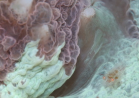 ワライヤドリエビ