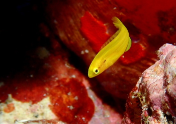 フタホシキツネベラ