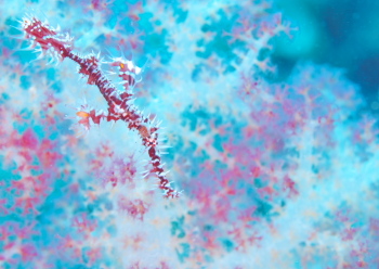 ニシキフウライウオ