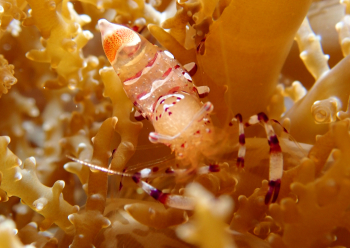 アカホシカクレエビ