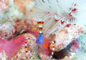 バイオレットボクサーシュリンプ