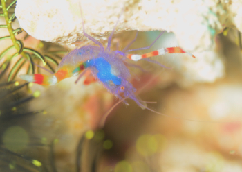 バイオレットボクサーシュリンプ