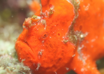 イロカエルアンコウ