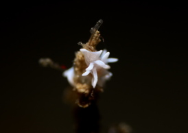 シロイバラウミウシ