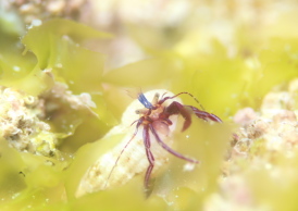 スミレヒメホンヤドカリ