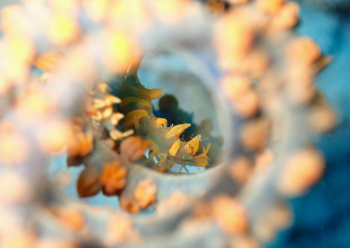 ビシャモンエビ