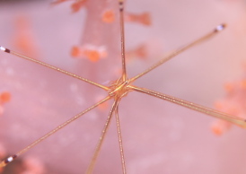 オルトマンワラエビ