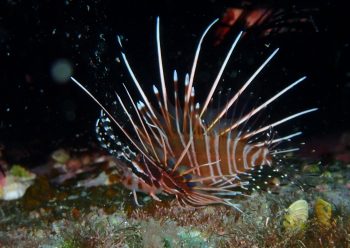 ネッタイミノカサゴ