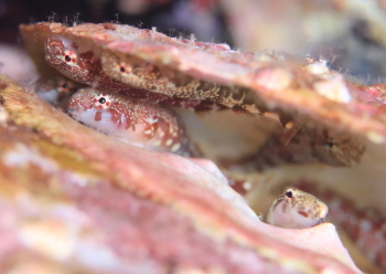 メシマウバウオ属