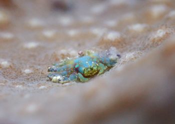 アシビロサンゴヤドリガニ