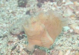 エナガカエルアンコウ