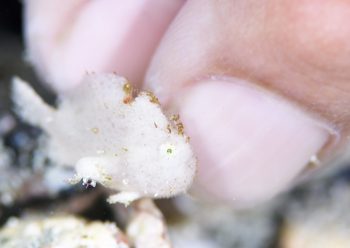 エナガカエルアンコウ