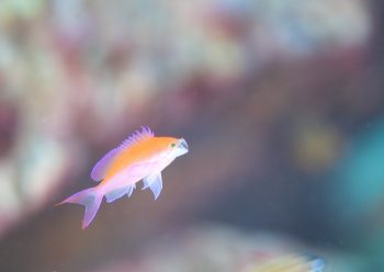 フタイロハナゴイ