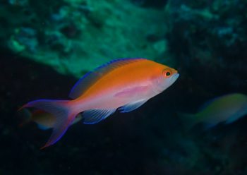 フタイロハナゴイ