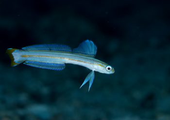 スジクロユリハゼ