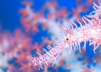 ニシキフウライウオ