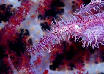 ニシキフウライウオ