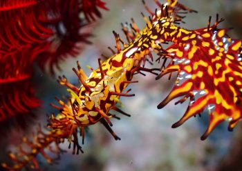 ニシキフウライウオ