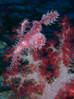 ニシキフウライウオ