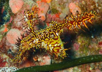 ニシキフウライウオ