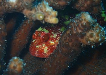 カスリフサカサゴ