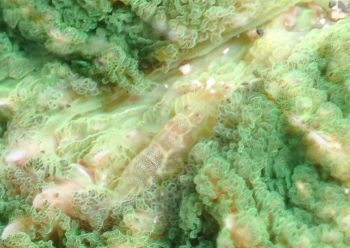 ワライヤドリエビ