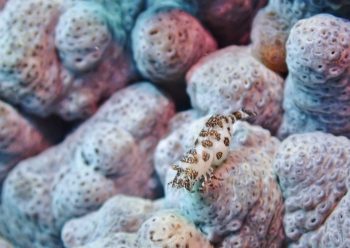 ウズラカクレモエビ