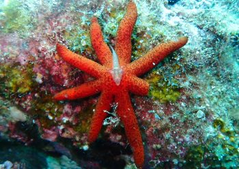 セボシウミタケハゼ