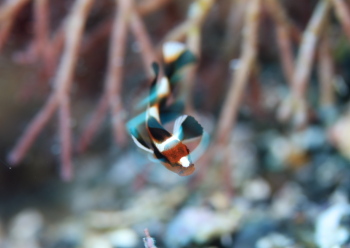 ヒレグロコショウダイ