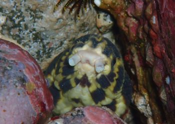 モヨウモンガラドオシ