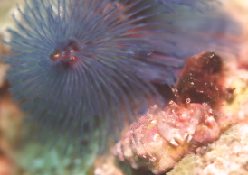 アカボシネジレヤドカリ