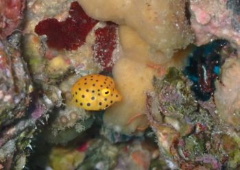 ミナミハコフグ