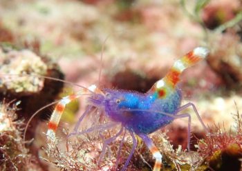 バイオレットボクサーシュリンプ