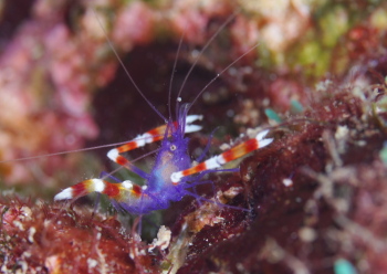 バイオレットボクサーシュリンプ