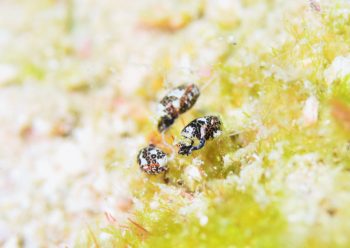 オナガブドウガイSP