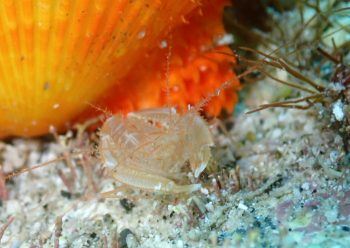 サンゴヒメエビ