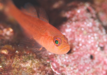 ナガシメベニハゼ