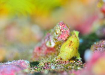 ベニカエルアンコウ