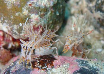 トゲツノメエビ