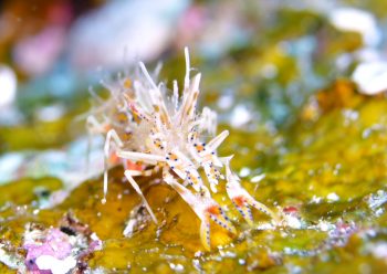 トゲツノメエビ