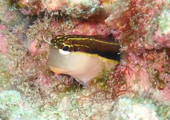 ヒトスジギンポ