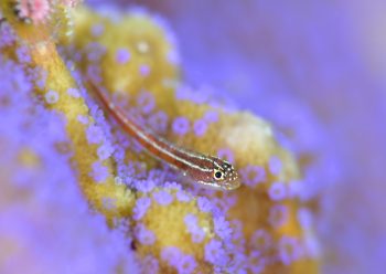 タテジマヘビギンポ